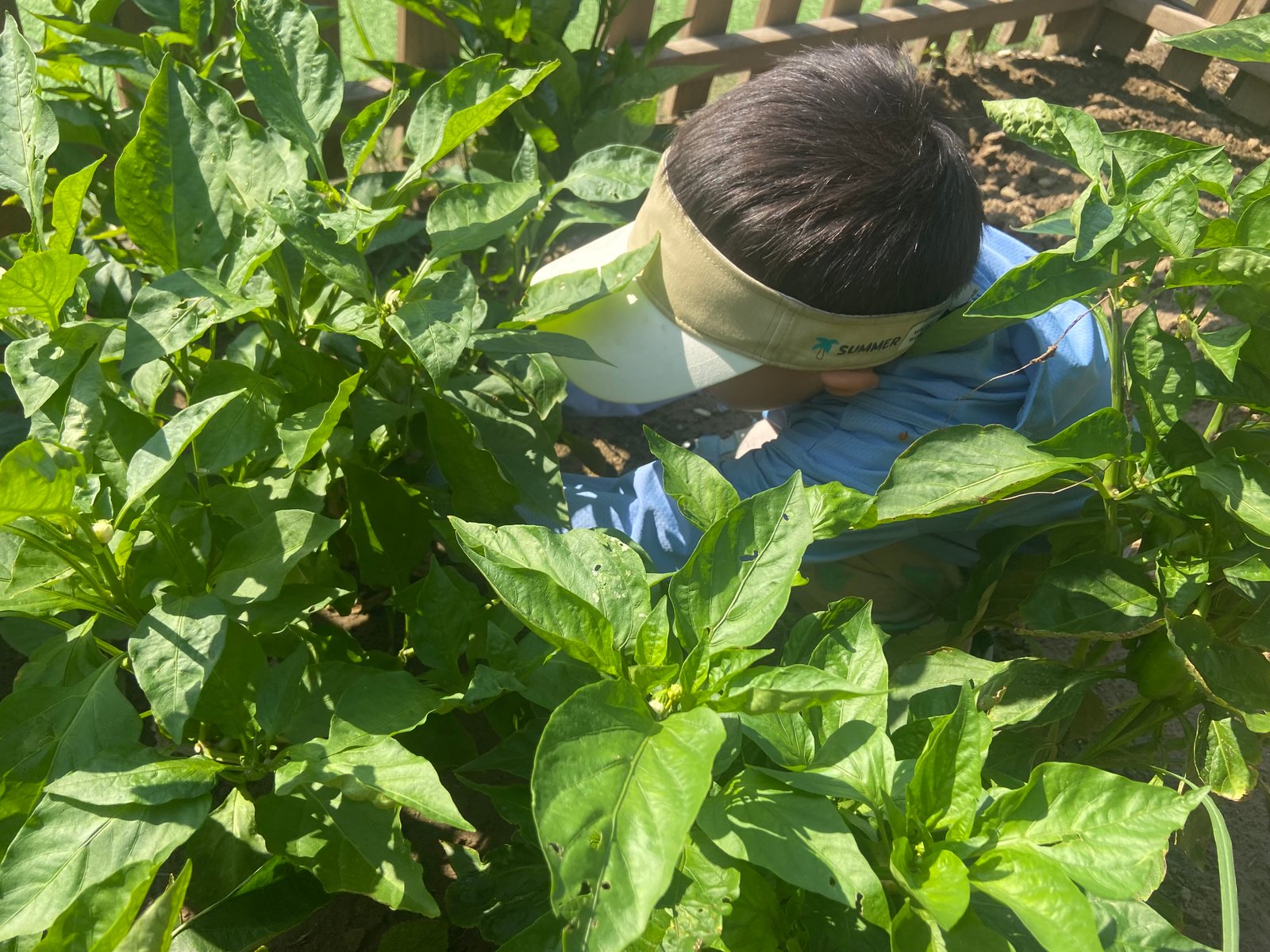 Child among the pepper plants