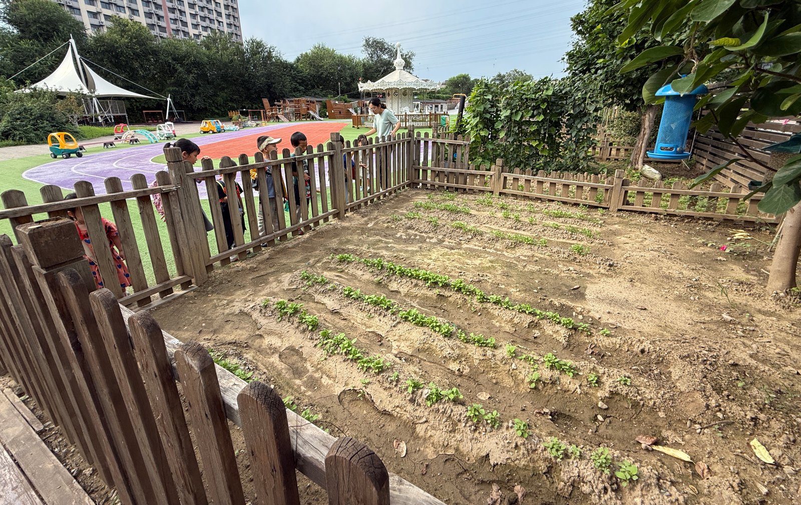 Vegetable beds in the school garden
